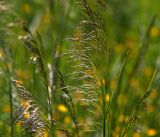 Deschampsia cespitosa