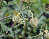 Cirsium chlorocomos. Распускающиеся соцветия. Карачаево-Черкесия, окр. пос. Домбай, долина р. Алибек. 29.07.2014.