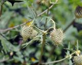 Cirsium chlorocomos