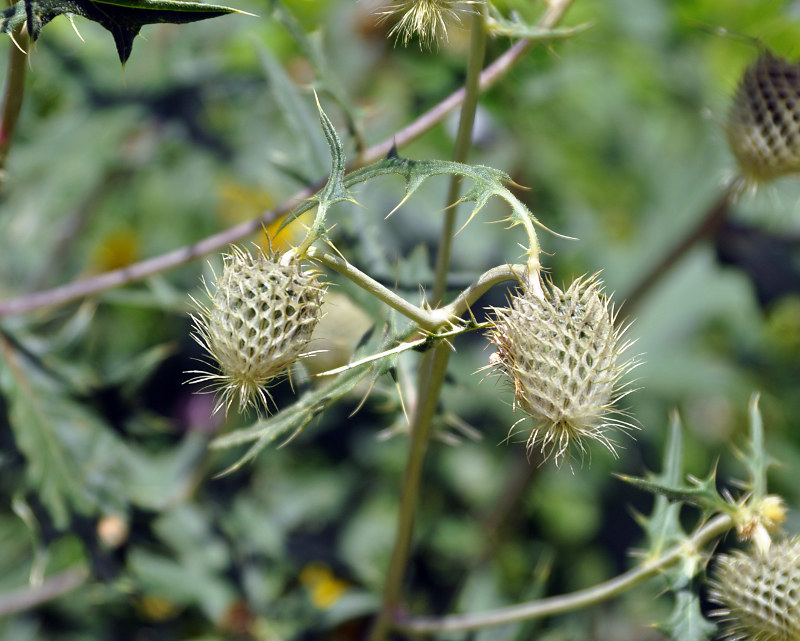 Изображение особи Cirsium chlorocomos.