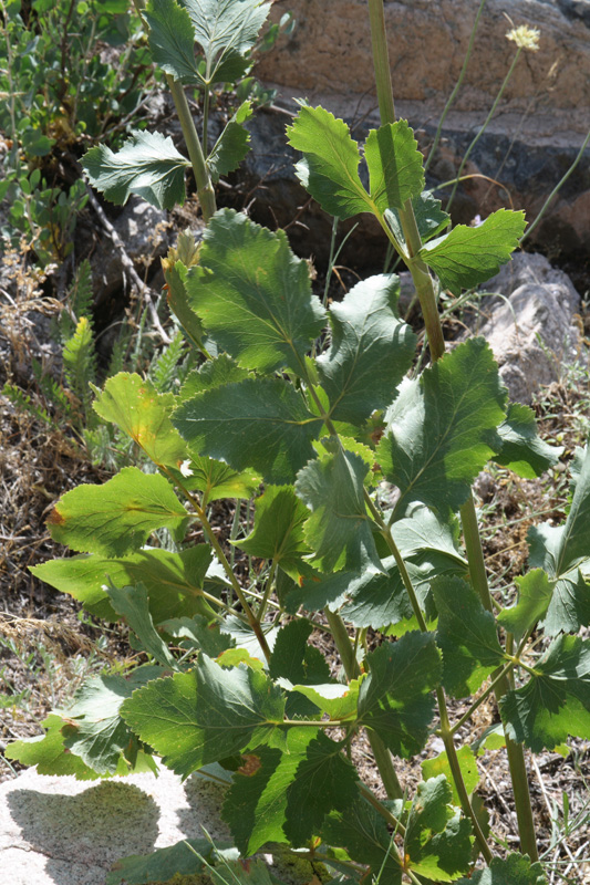 Изображение особи Mediasia macrophylla.