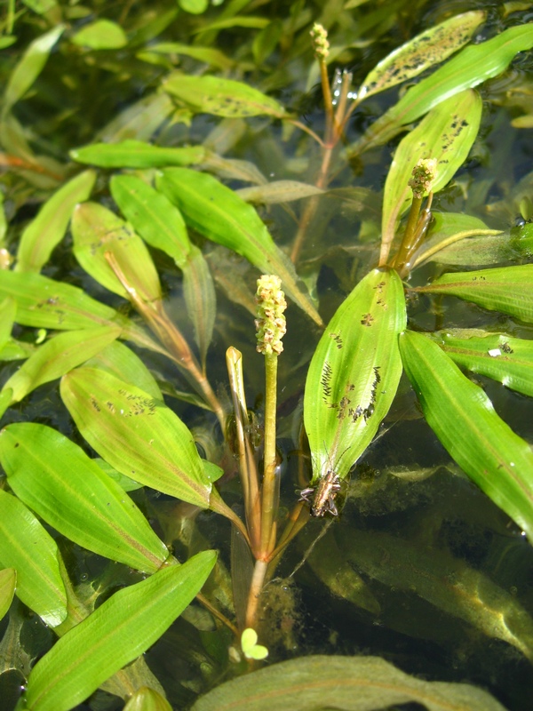 Изображение особи Potamogeton alpinus.