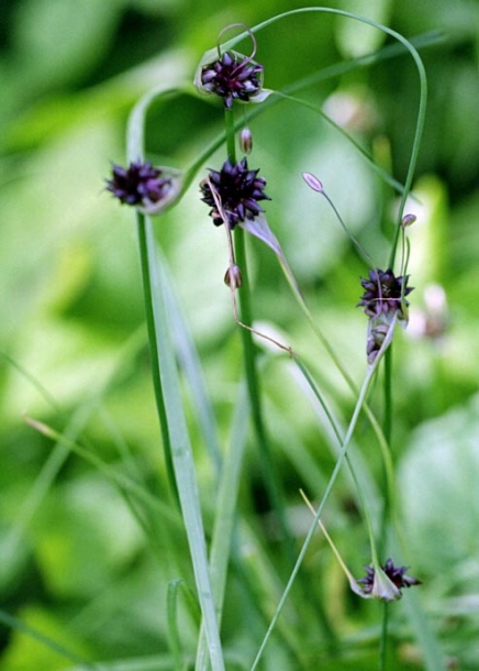 Image of Allium oleraceum specimen.