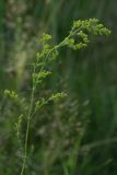 Galium verum