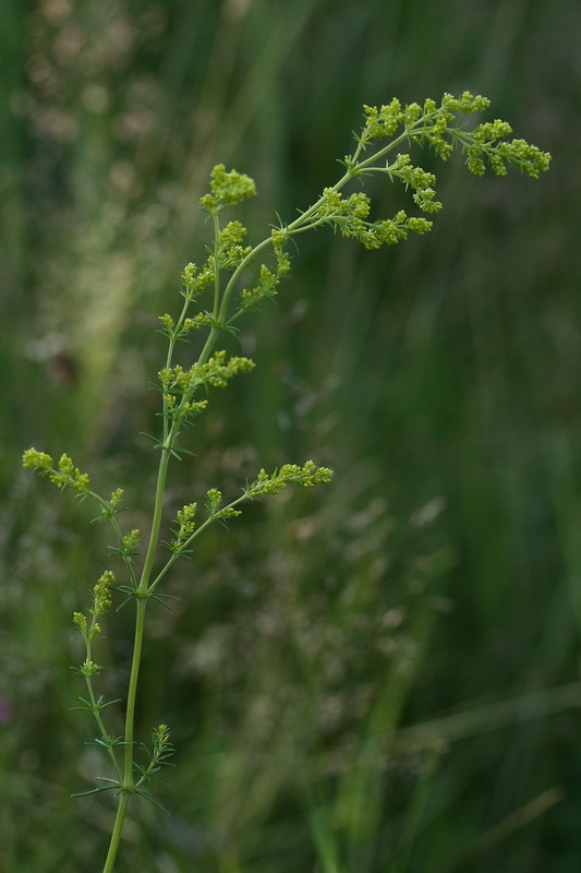 Изображение особи Galium verum.