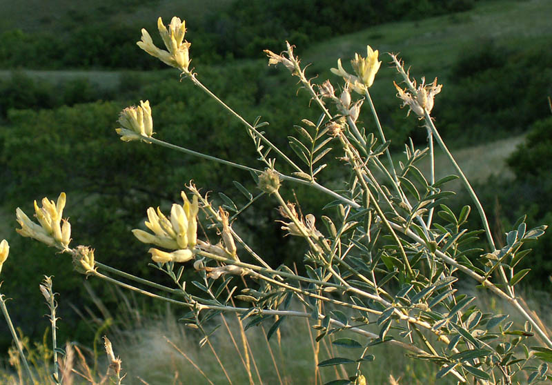 Image of Astragalus albicaulis specimen.