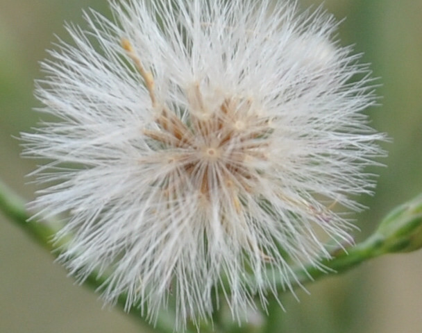 Image of Symphyotrichum subulatum specimen.