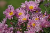 Chrysanthemum indicum. Верхушка цветущего растения. Московская обл., Раменский р-н, окр. дер. Хрипань, дачный участок. 21.09.2009.