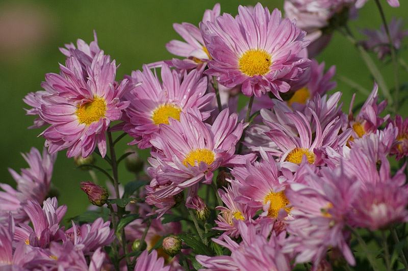 Image of Chrysanthemum indicum specimen.