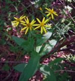Senecio nemorensis