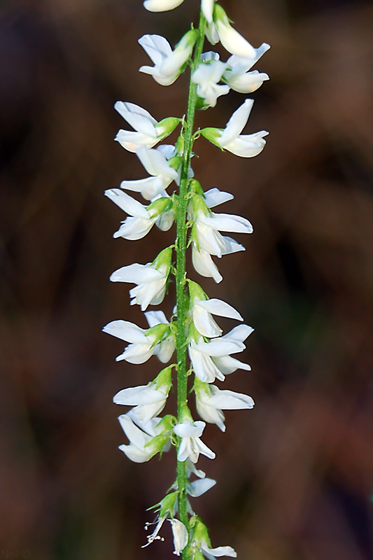Image of Melilotus albus specimen.