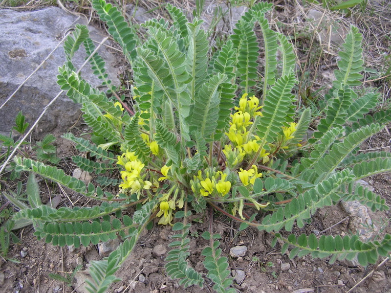 Изображение особи Astragalus anisomerus.