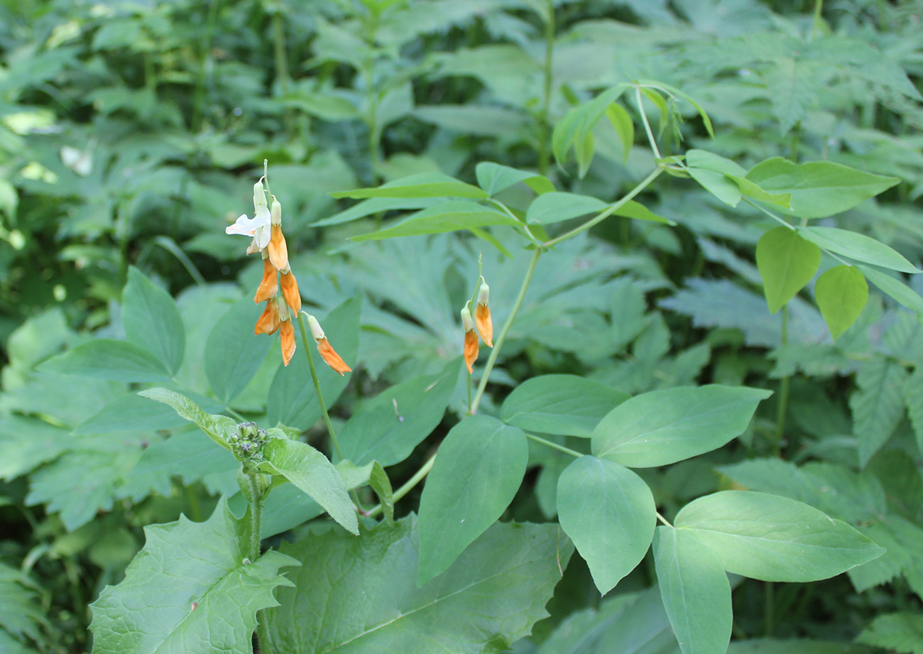 Image of Lathyrus gmelinii specimen.