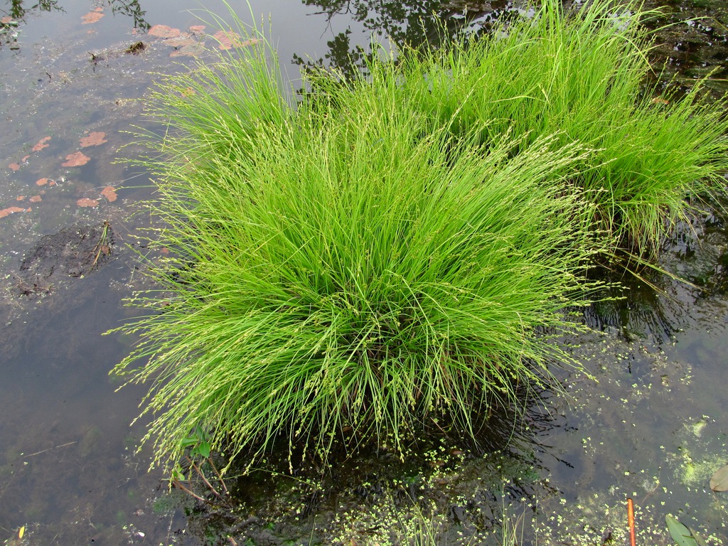 Изображение особи Carex canescens.