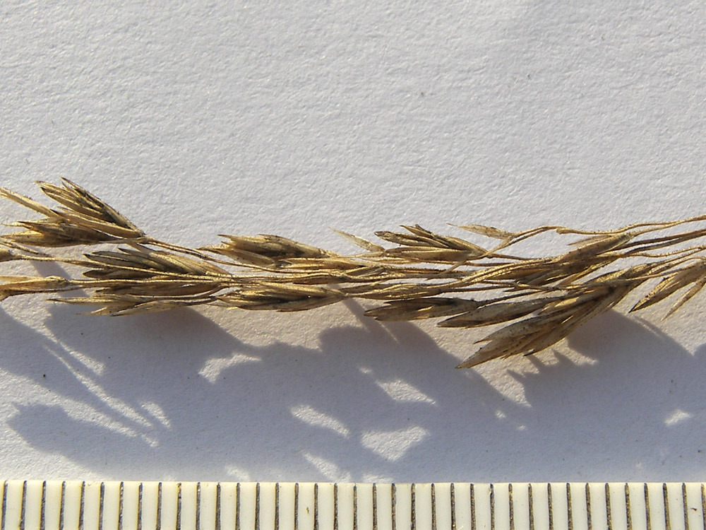 Image of Festuca drymeja specimen.