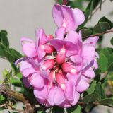 Robinia &times; longiloba