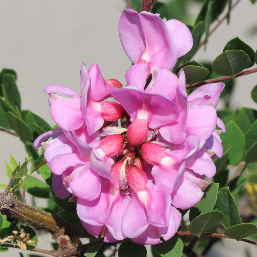 Image of Robinia &times; longiloba specimen.