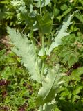 Papaver somniferum. Нижняя часть побега. Ленинградская обл., Ломоносовский р-н, пос. Дубки, одичавшее на дачном участке. 12.07.2014.