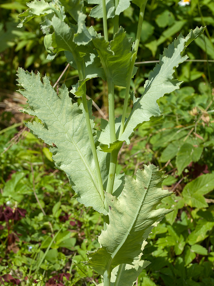 Image of Papaver somniferum specimen.