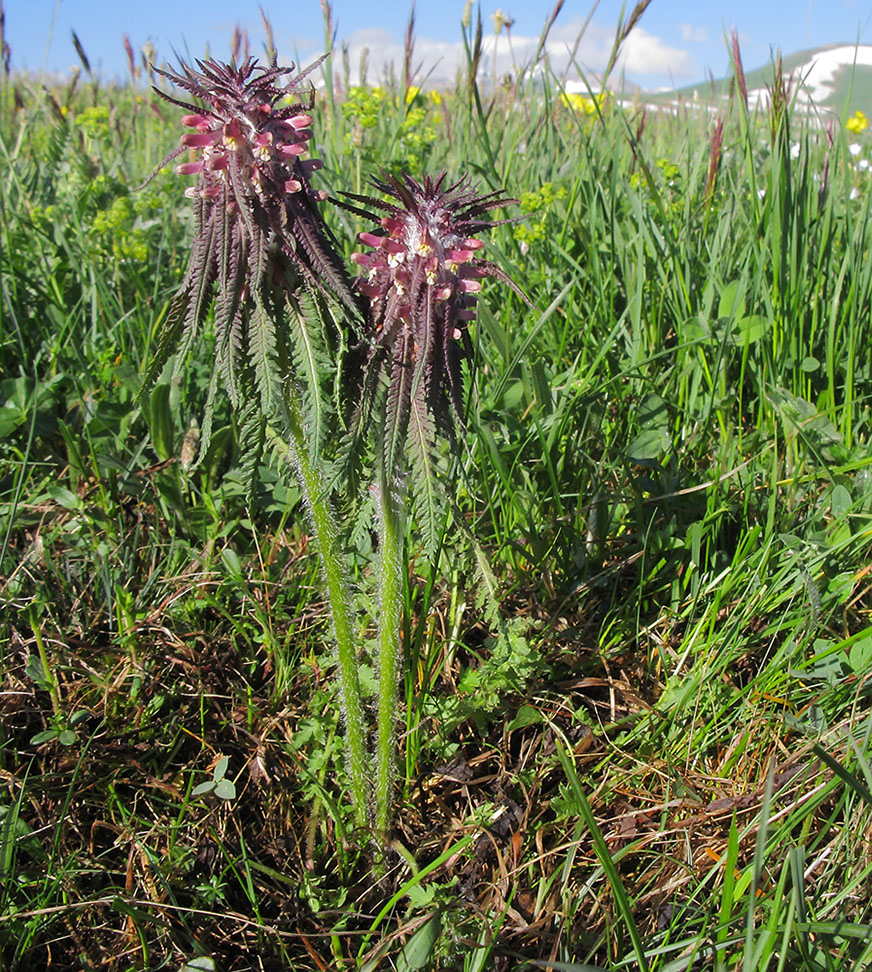 Изображение особи Pedicularis wilhelmsiana.