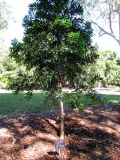 Agathis macrophylla. Молодое растение. Австралия, г. Брисбен, ботанический сад. 12.07.2015.