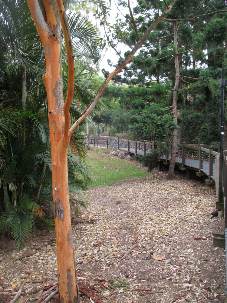 Image of Eucalyptus propinqua specimen.