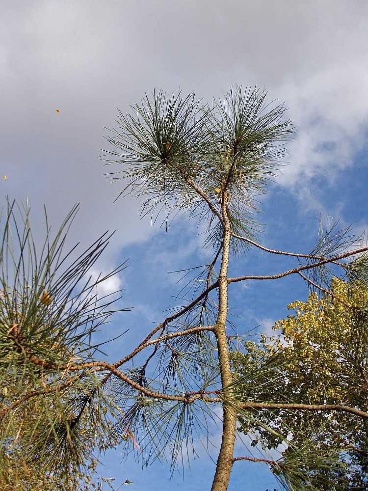 Изображение особи Pinus ponderosa.