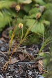 Lilium nanum