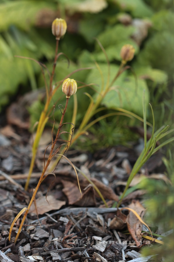 Изображение особи Lilium nanum.