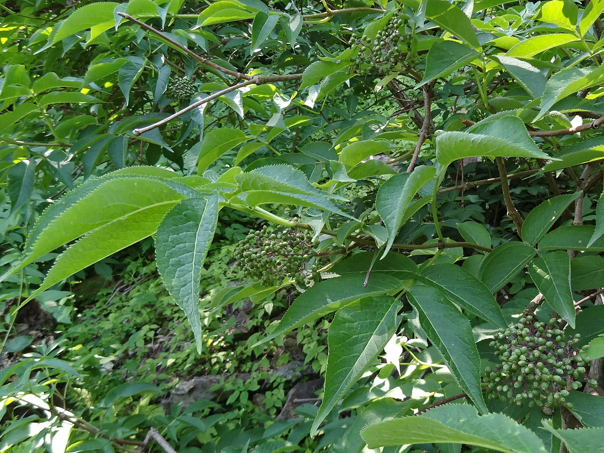 Image of Sambucus miquelii specimen.