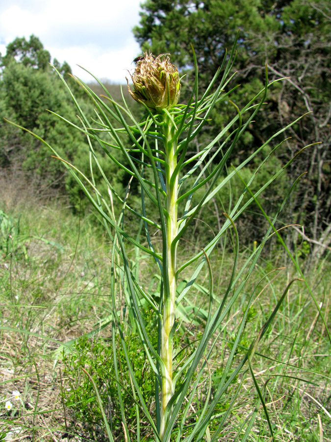 Изображение особи Asphodeline lutea.