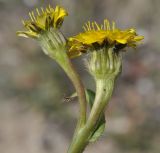 Hedypnois rhagadioloides ssp. tubaeformis