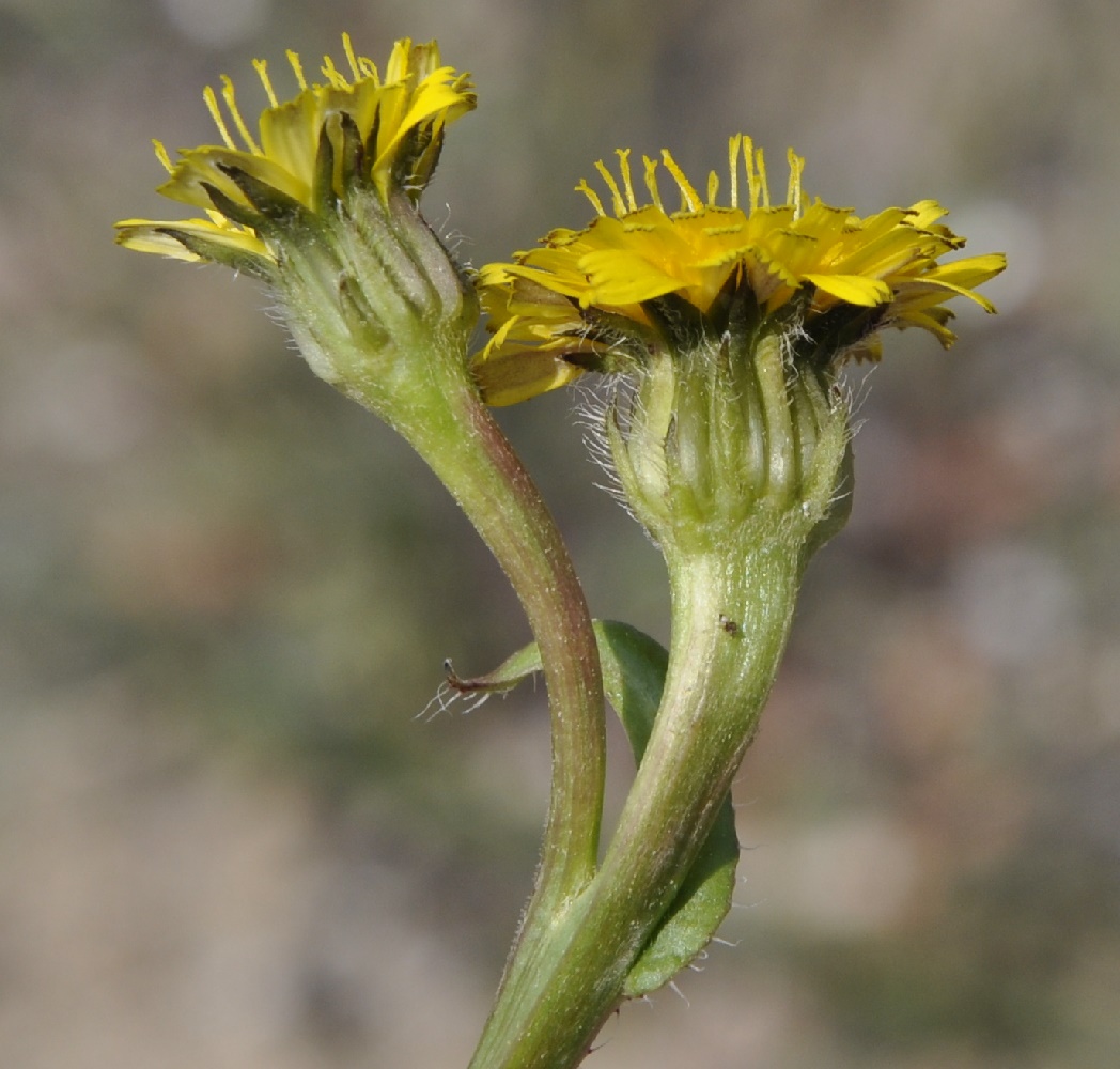 Изображение особи Hedypnois rhagadioloides ssp. tubaeformis.