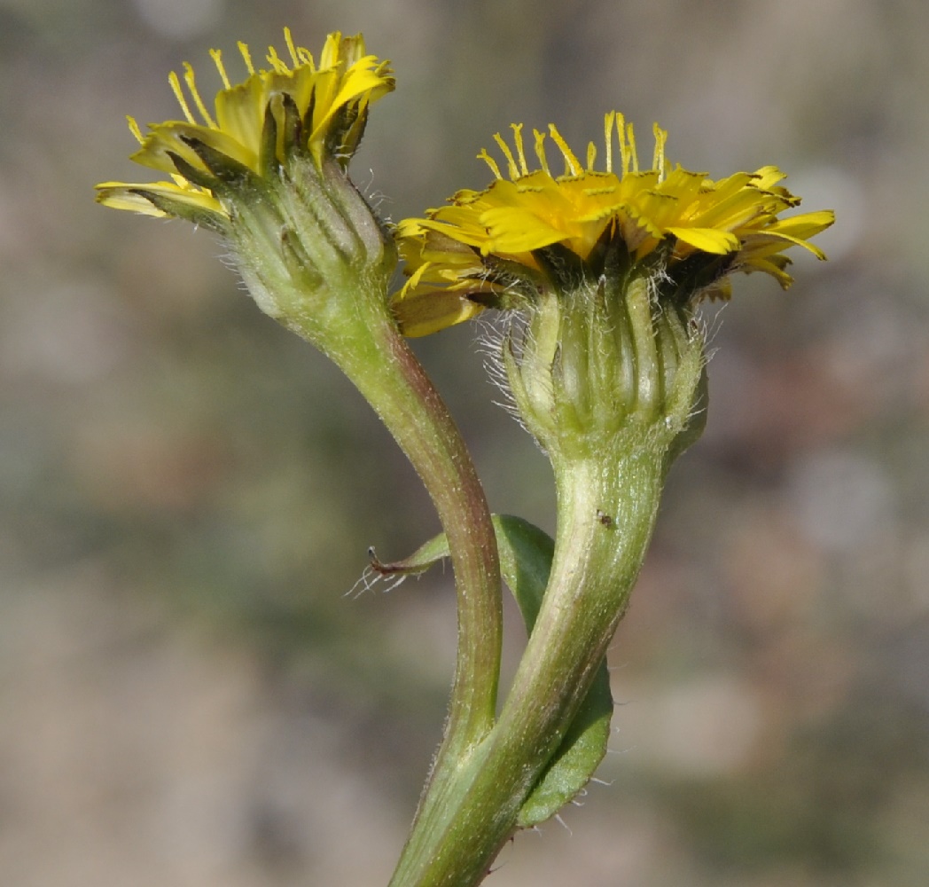 Image of Hedypnois rhagadioloides ssp. tubaeformis specimen.