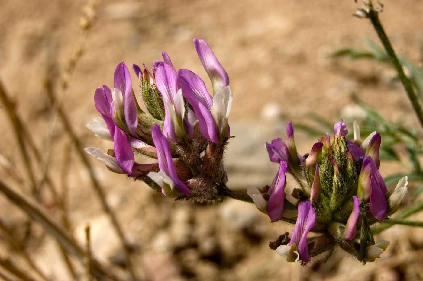 Изображение особи род Astragalus.