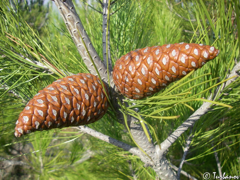 Изображение особи Pinus pityusa.