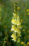 Linaria vulgaris. Соцветие. Кыргызстан, Нарынская обл., левый берег р. Нарын, окр. с. Алыш, вдоль дороги. 08.07.2015.