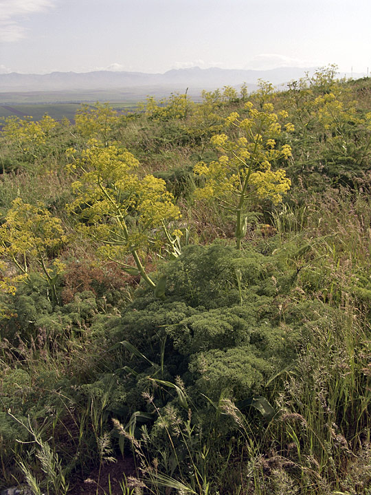 Image of Ferula tenuisecta specimen.