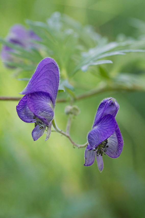 Image of Aconitum volubile specimen.