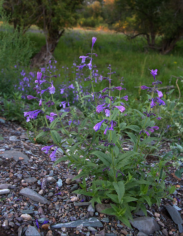 Изображение особи Nepeta sibirica.