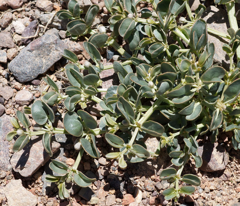 Image of Zygophyllum rosowii specimen.