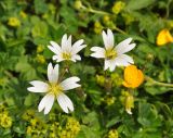 Cerastium purpurascens. Цветки. Карачаево-Черкесия, окр. пос. Нижний Архыз, гора Пастухова, ≈ 1900 м н.у.м., субальпийский луг. 14.06.2015.