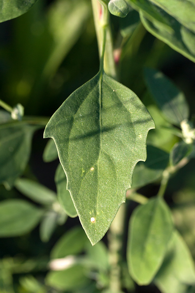 Изображение особи Chenopodium album.