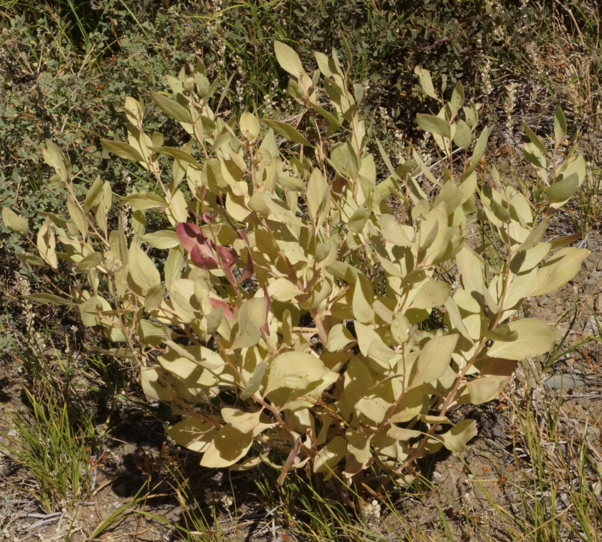 Изображение особи Haplophyllum latifolium.