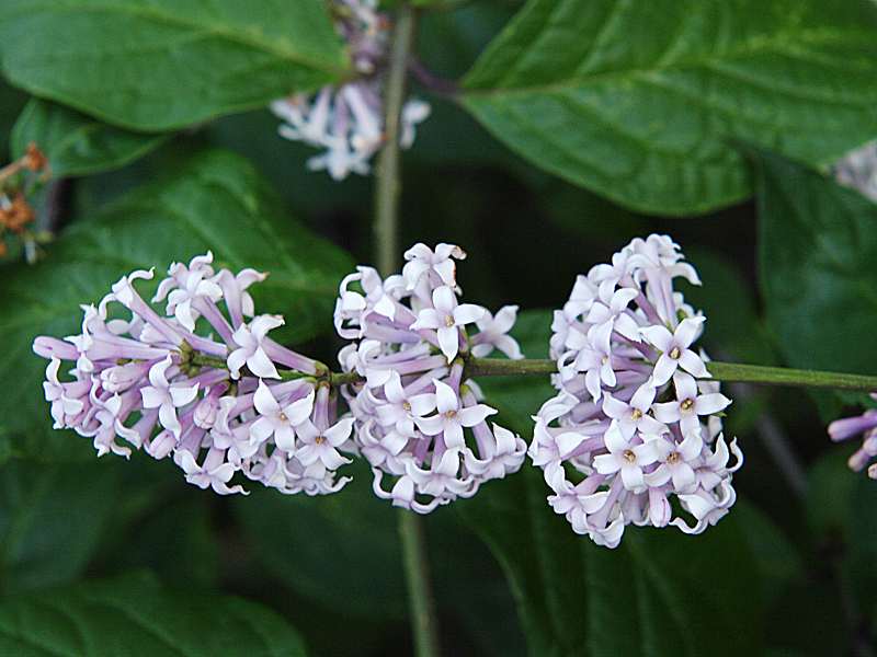 Изображение особи Syringa &times; henryi.