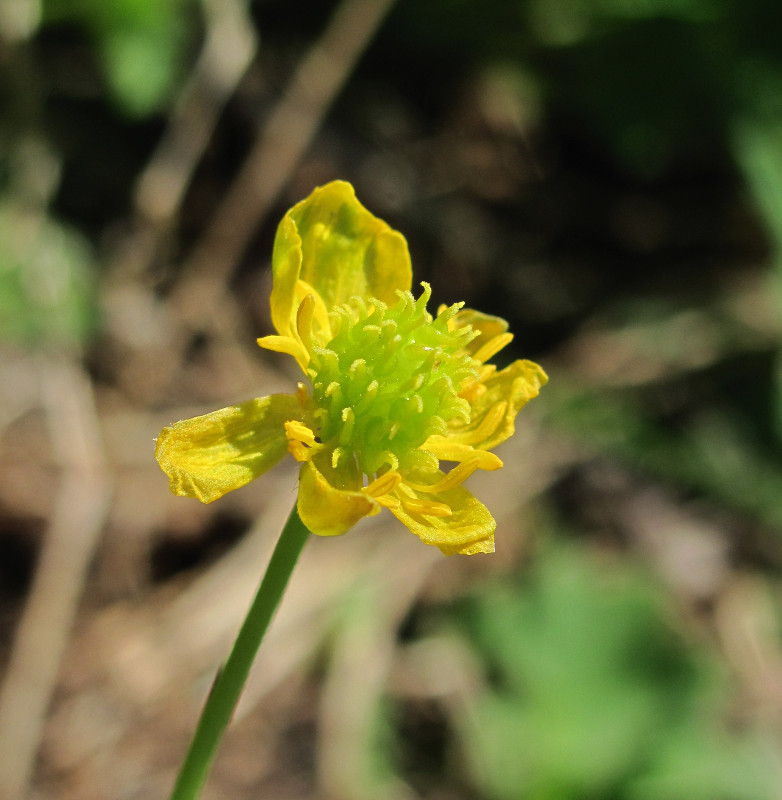 Image of Ranunculus auricomus specimen.