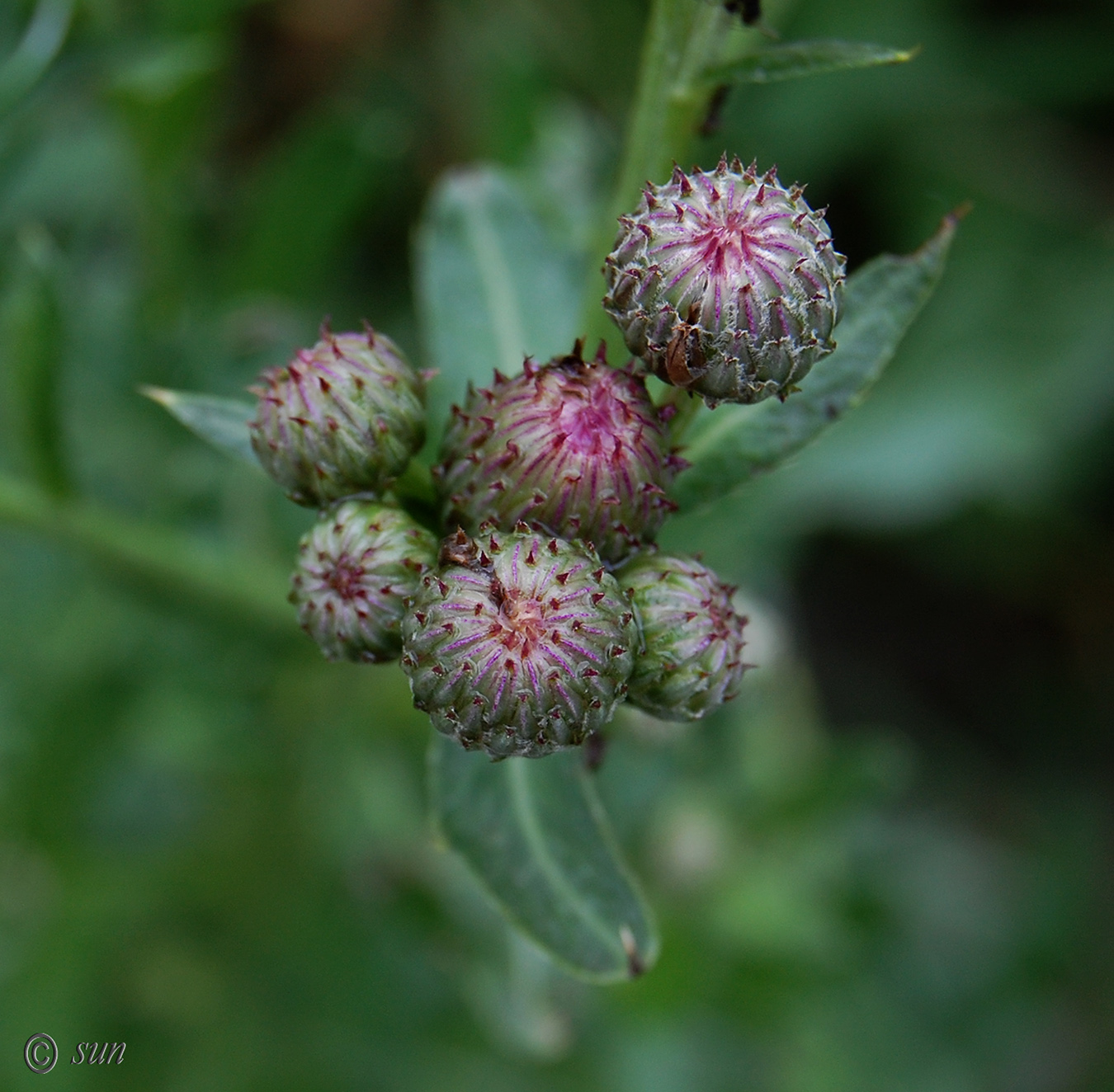 Изображение особи род Cirsium.