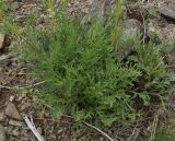 Patrinia intermedia