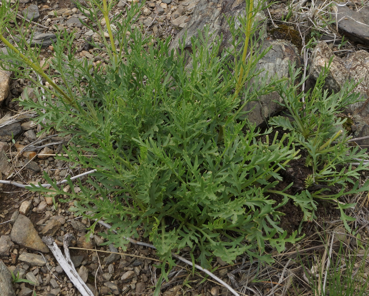 Image of Patrinia intermedia specimen.