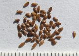 Image of taxon representative. Author is Сергей Банкетов